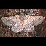 Aphilopota semiusta